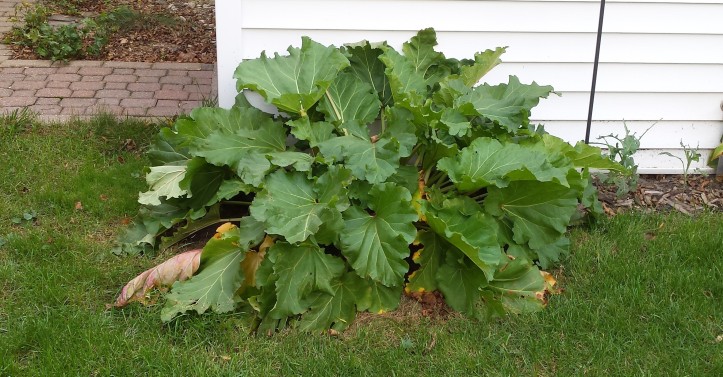 These beast of a rhubarb plant needed to be tamed.